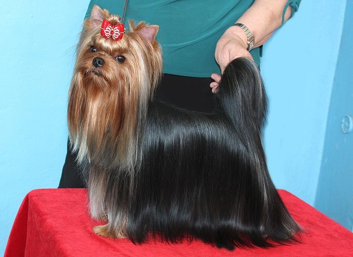  RUS MIRIAN STYLE ROYAL BOUTIQUE PREZENT &mdash; Labaza DogPedigree YorkshireTerrier